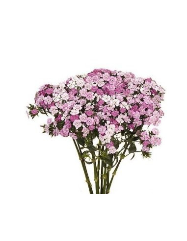 Dianthus By the Box 10 Bunches