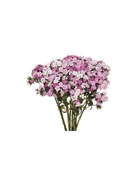 Dianthus By the Box 10 Bunches