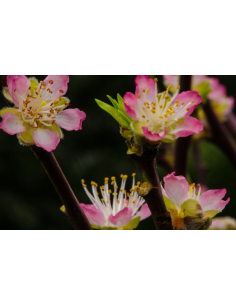Peach Pink 10 bunches / 70 stems approx.