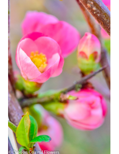 Quince White 10 bunches / 40 stems approx.