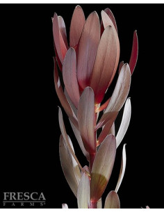 Safari Sunset By the Box 10 Bunches