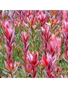 Leucadendron Salignum 100 stems