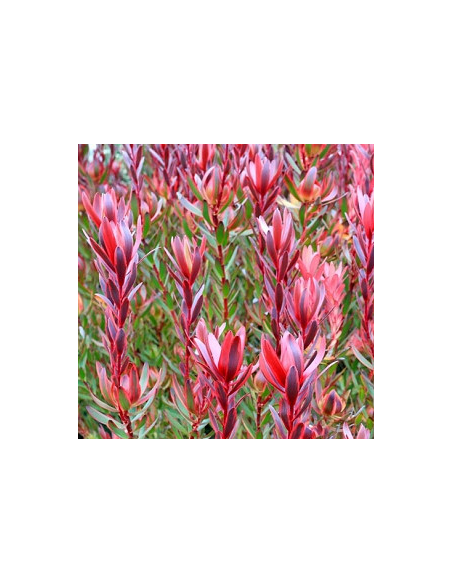 Leucadendron Salignum 100 stems