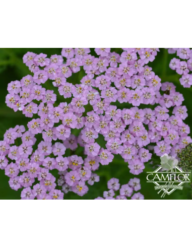 Cottage Yarrow Lavender 50 stems