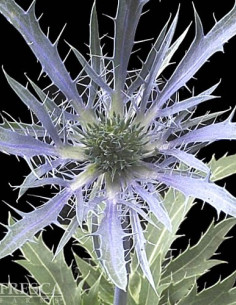 Eryngium Blue Bell By the Box 16 bunches
