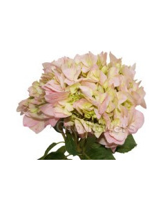 Hydrangea Pink 20 stems