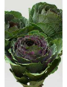 Kale (Brassica) 10 Stems