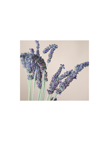 English Lavender 5 bunches