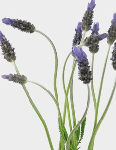 French Lavender 50 stems