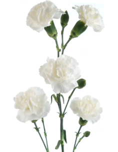 White Mini Carnations 150 stems
