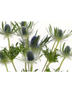 Wholesale Eryngium Blue Lagoon - 100 Stems Bulk | Florasource