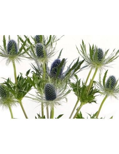 Wholesale Eryngium Blue Lagoon - 100 Stems Bulk | Florasource