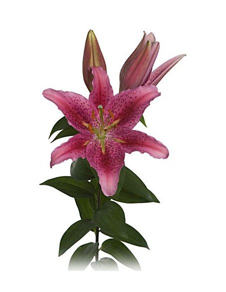 Oriental Lillies