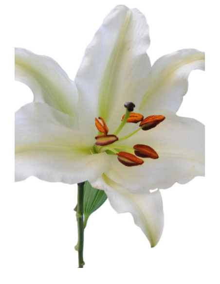 Single Bloom Oriental Lilies 60 stems