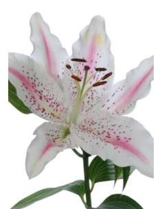 Single Bloom Oriental Lilies 60 stems