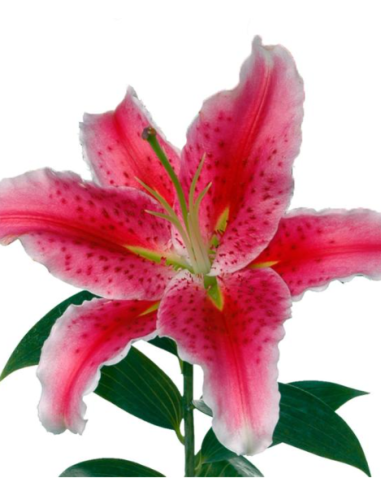 Single Bloom Oriental Lilies 60 stems