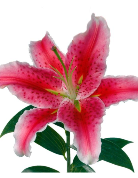 Single Bloom Oriental Lilies 60 stems