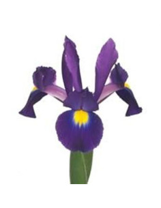 Iris Solid Color By the Box 10 Bunches