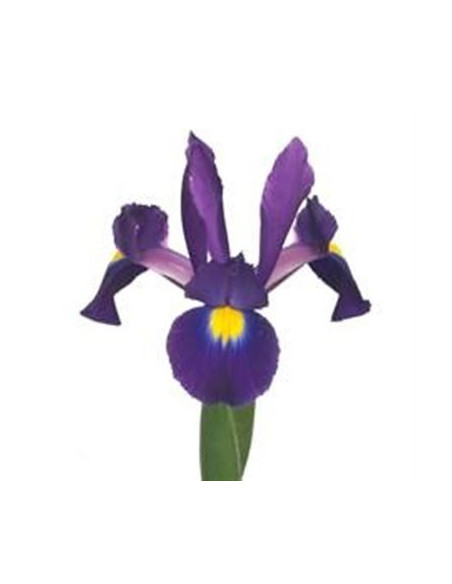 Iris Solid Color By the Box 10 Bunches