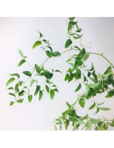 wholesale southern smilax for weddings and events.