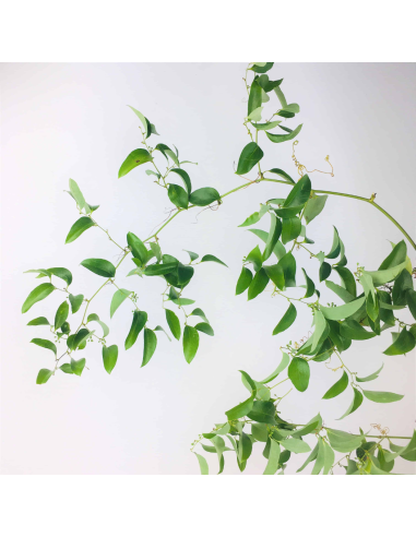 Southern Smilax 10 bunches and other Purchase Wholesale nw floral. Free Returns & Net 60 Terms on Faire trending on Faire.