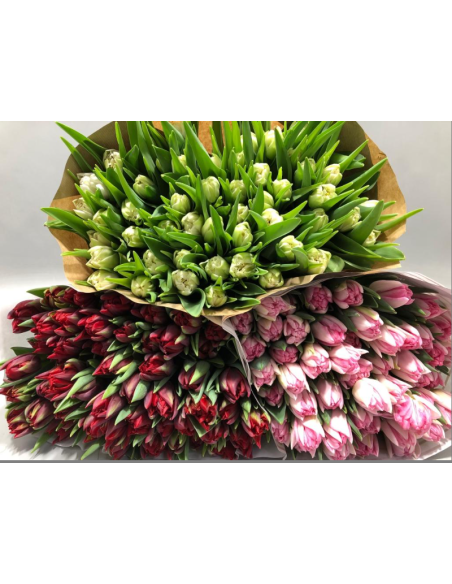 Premium Holland Tulips Mothers Day MIX Double Bloom 150 stems