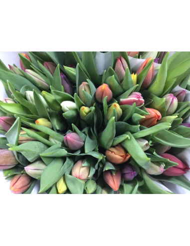 Premium Holland Tulips MIX Single Bloom 150 stems