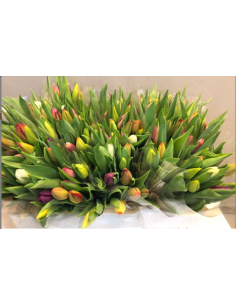 Premium Holland Tulips MIX Single Bloom 150 stems 2