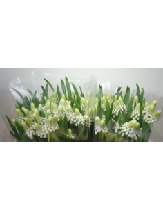 Muscari White Pearl 100 stems