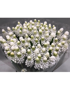 Muscari White Pearl 100 stems 2
