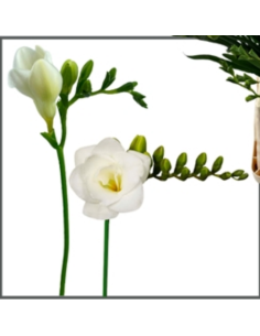 Single Freesia VDAY PACK 150 stems