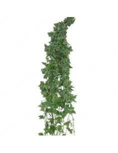 Ivy