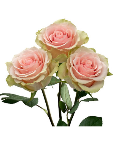 Light Pink Roses Names