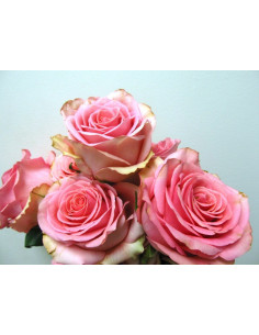 Sage Coral Pink Roses | Soft Coral‑Pink Roses Wholesale & Bulk