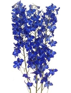 Delphinium Dark Blue 5 bunches