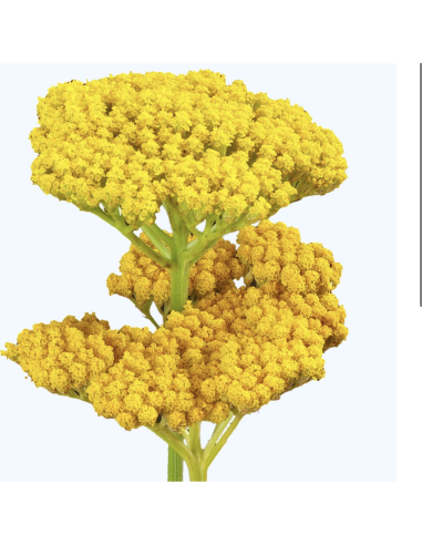 Wholesale Yarrow Yellow - 50 Stems Bulk Box (60cm) | Florasource