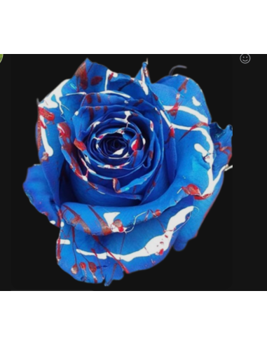 Patriotic Tinted Roses 100 Stems 50cm