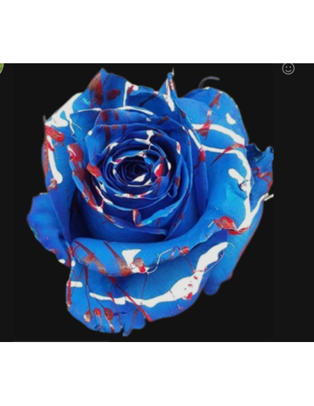 Patriotic Tinted Roses 100 Stems 50cm