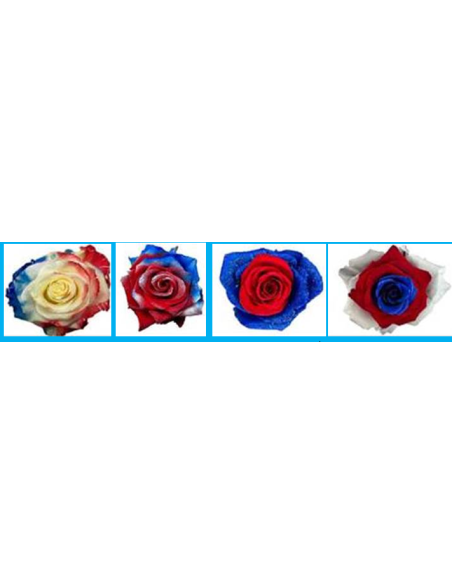 Patriotic Tinted Roses 100 Stems 50cm