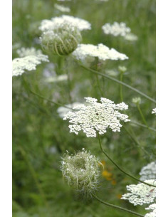 Queen Anns Lace