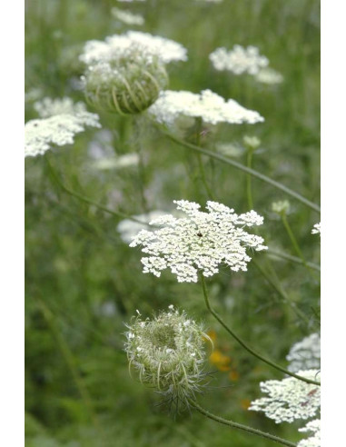 Queen Anns Lace