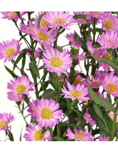 Wholesale Hot Pink Carnival Asters - 75 Stems Bulk | Florasource
