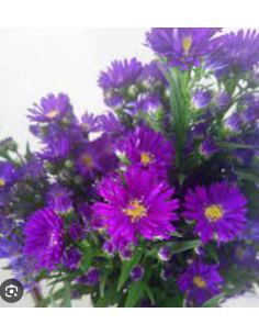 Purple "duplo"  Carnival Asters By the Box 75 Stems