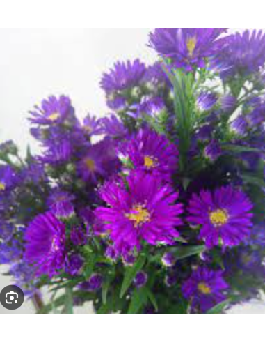 Wholesale Purple Duplo Carnival Asters - 75 Stems Bulk | Florasource
