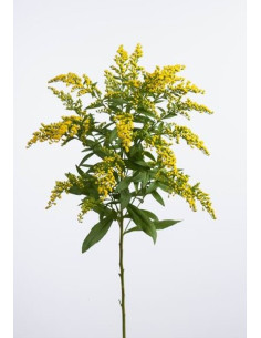 Asters By the Box 12 Bunches