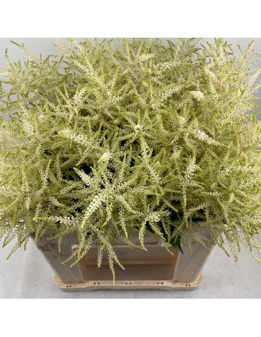 Astilbe Assorted 60 / 120 stems