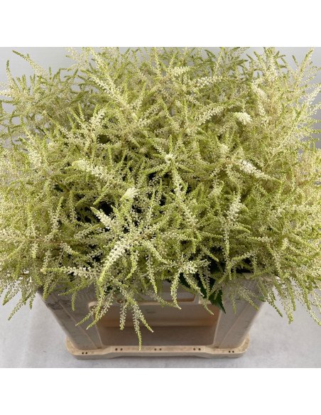 Astilbe Assorted 60 / 120 stems