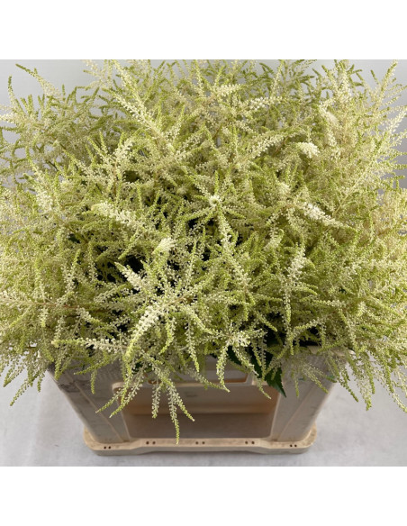 Wholesale Assorted Astilbe Mix - 60/120 Stems Bulk | Florasource