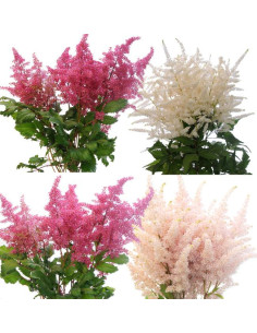 Wholesale Assorted Astilbe Mix - 60/120 Stems Bulk | Florasource