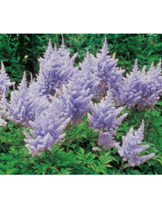 Wholesale Lavender Astilbe - 120 Stems Bulk | Florasource